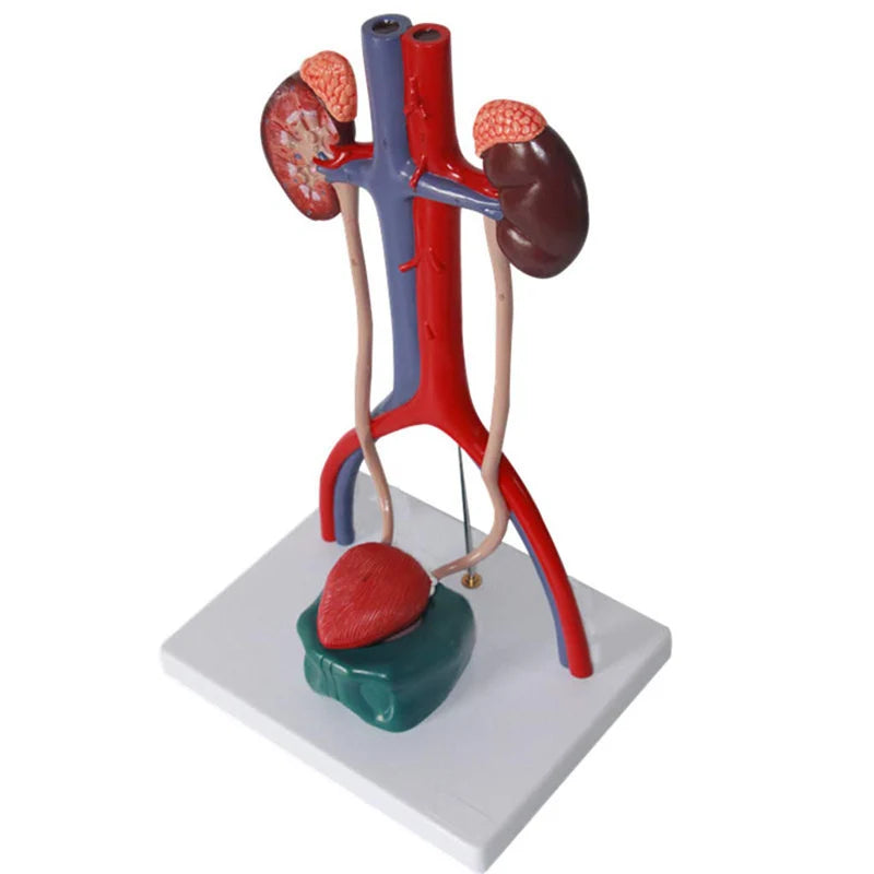 Human Urinary System Anatomy Model Medical Science Teaching Resources