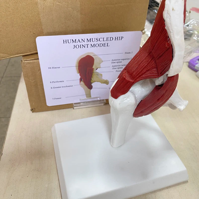 Scheletro di anatomia umana Grandezza naturale 1: 1 Muscoli attaccati al modello dell'articolazione dell'anca