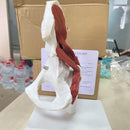 Scheletro di anatomia umana Grandezza naturale 1: 1 Muscoli attaccati al modello dell'articolazione dell'anca