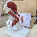 Scheletro di anatomia umana Grandezza naturale 1: 1 Muscoli attaccati al modello dell'articolazione dell'anca