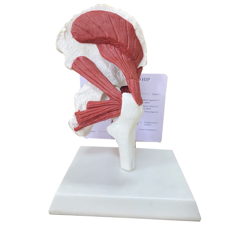 Scheletro di anatomia umana Grandezza naturale 1: 1 Muscoli attaccati al modello dell'articolazione dell'anca