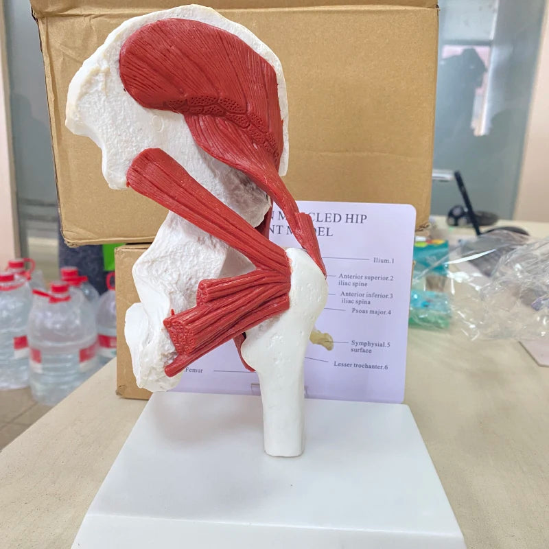 Esqueleto de anatomia humana Tamanho real 1: 1 Músculos ligados ao modelo da articulação do quadril