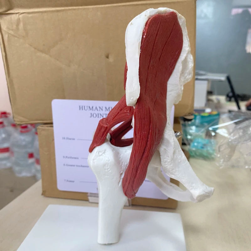 인체 해부학 골격 실물 크기 1: 1 고관절 모델에 부착된 근육