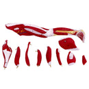 Modello della struttura muscolare umana degli arti superiori, degli arti inferiori, dei muscoli delle gambe, dei vasi sanguigni e dei nervi