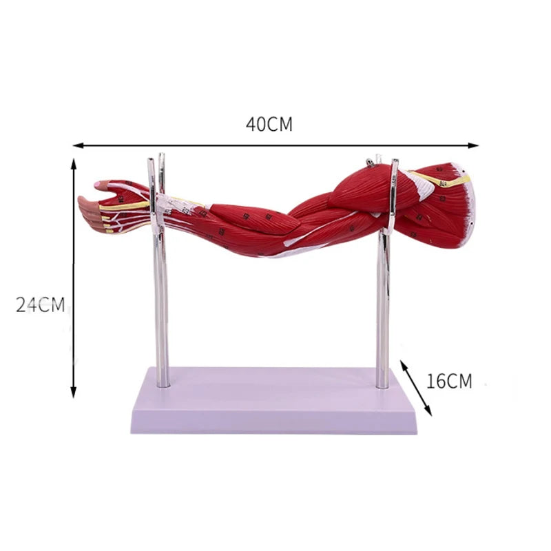 Modell der menschlichen Muskelstruktur der oberen Gliedmaßen, der unteren Gliedmaßen, der Beinmuskulatur, der Blutgefäße und Nerven