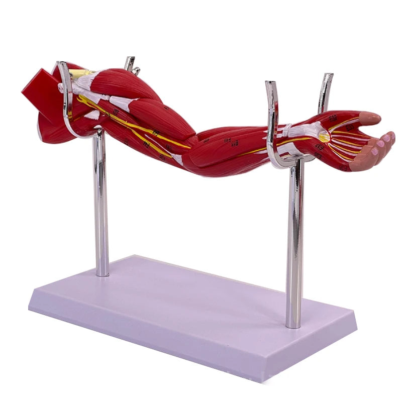 Human muscle structure of upper limbs lower limbs leg muscles blood vessels and nerves Model