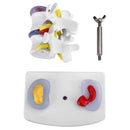 Modello di patologia ossea dell'ernia del disco intervertebrale Modello di insegnamento della medicina ossea della colonna lombare della colonna vertebrale