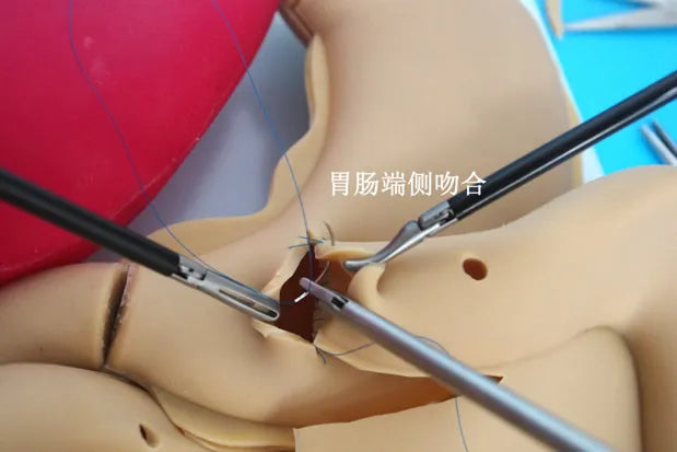 복강경 훈련 시뮬레이션 실리콘 기관 모델 부드러운 중공 기관 위 결장 맹장 간 및 담낭
