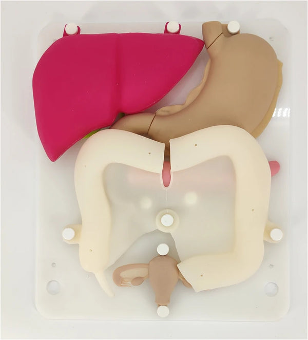 Laparoskopi eğitim simülasyonu silikon organ modeli yumuşak içi boş organ Mide kolon eki karaciğer ve safra kesesi