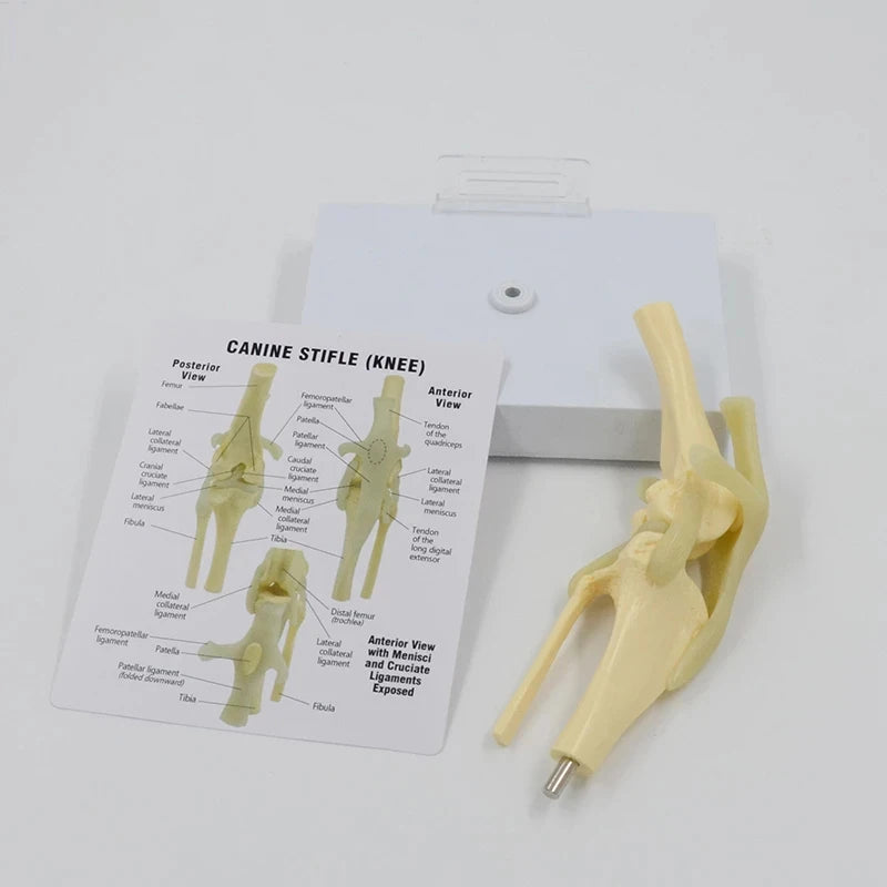 Modèle de genou canin grandeur nature, modèle anatomique d'articulation de chien avec carte-clé, manuel d'anatomie du squelette Animal, cadeau scientifique médical