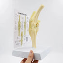 Lebensgroßes Hunde-Kniemodell, Hundegelenk-anatomisches Modell mit Schlüsselkarte, manuelles Tierskelett-Anatomie-medizinisches Wissenschaftsgeschenk