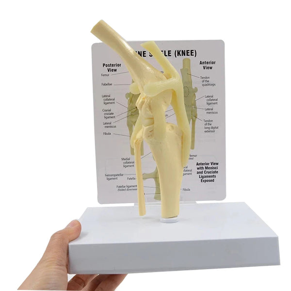 Modelo anatômico de articulação canina em tamanho real, modelo anatômico de articulação de cachorro com cartão-chave, esqueleto animal manual, presente de ciências médicas