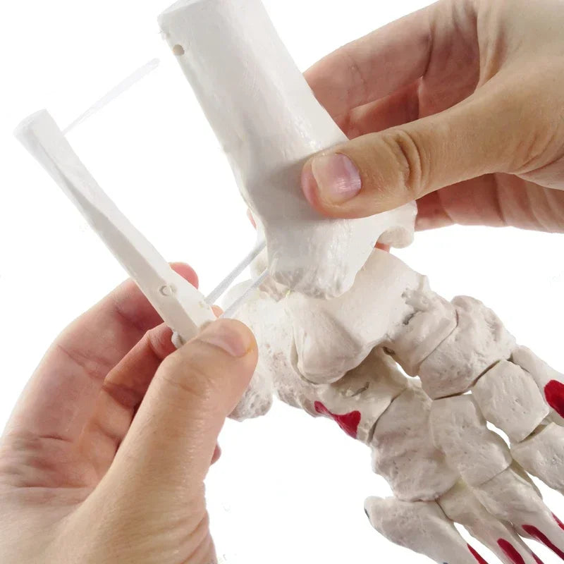 Fotleder och ben i naturlig storlek Fot Anatomi Skelett Mänsklig fot och fotled Modell med skaftben Anatomiska modeller Lärverktyg
