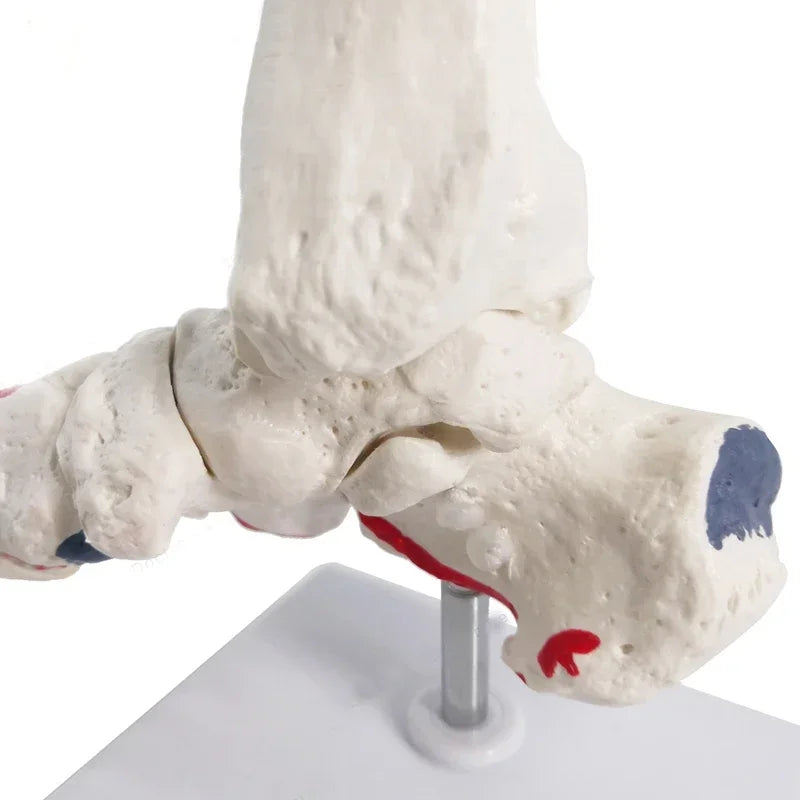 مفاصل القدم والعظام بالحجم الطبيعي نموذج تشريح القدم والهيكل العظمي للقدم والكاحل البشري مع نماذج تشريحية لعظم الساق أداة تعليمية
