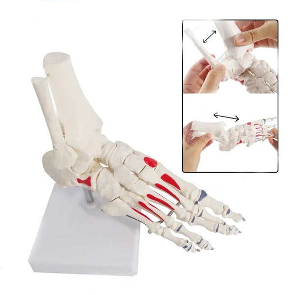 Articulaciones y huesos del pie de tamaño real, esqueleto de anatomía del pie, modelo de pie y tobillo humano con vástago, modelos anatómicos de hueso, herramienta de aprendizaje