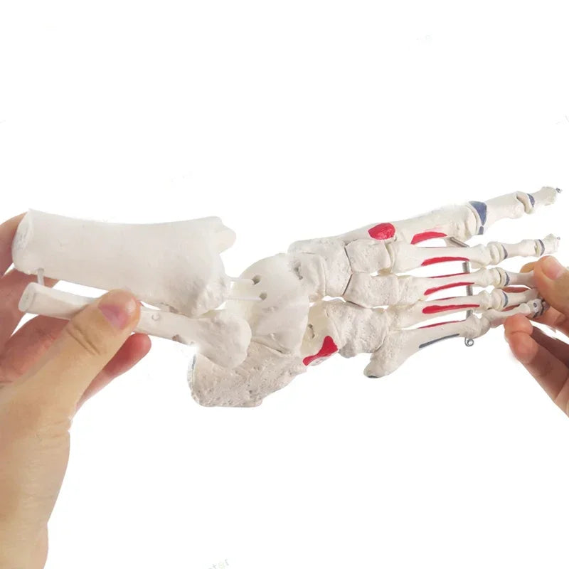 מפרקים ועצמות כף הרגל בגודל טבעי אנטומיה שלד כף הרגל דגם כף רגל וקרסול אנושית עם עצם שוק מודלים אנטומיים כלי למידה