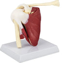 Modello anatomico del legamento dell'articolazione della spalla umana a grandezza naturale con base smontabile per soddisfare l'insegnamento o la ricerca