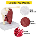 Modello anatomico del legamento dell'articolazione della spalla umana a grandezza naturale con base smontabile per soddisfare l'insegnamento o la ricerca