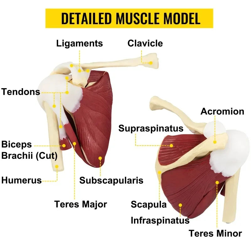 실물 크기 인간 어깨 관절 인대 모델 해부 골격(베이스 포함)은 교육 또는 연구를 만족시키기 위해 분해됩니다.