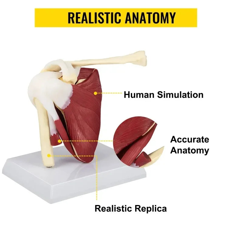 Modello anatomico del legamento dell'articolazione della spalla umana a grandezza naturale con base smontabile per soddisfare l'insegnamento o la ricerca
