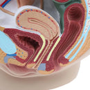 Lifesize 중앙값 시상면 단면 인간 여성 골반강 구조 모델