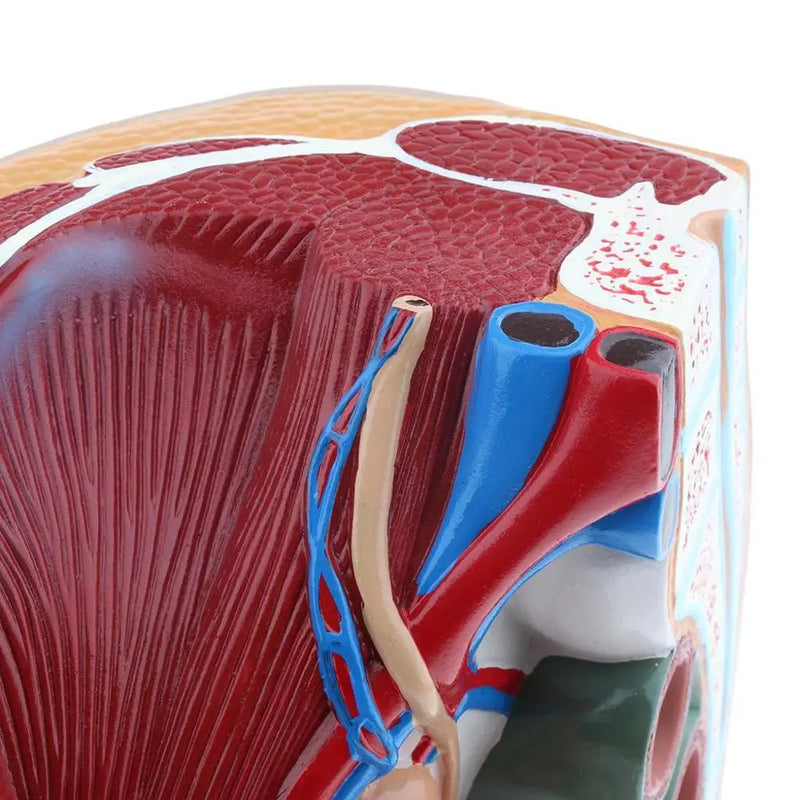 Lifesize Median Sagittal Section Human Female Pelvic Cavity Structure ...