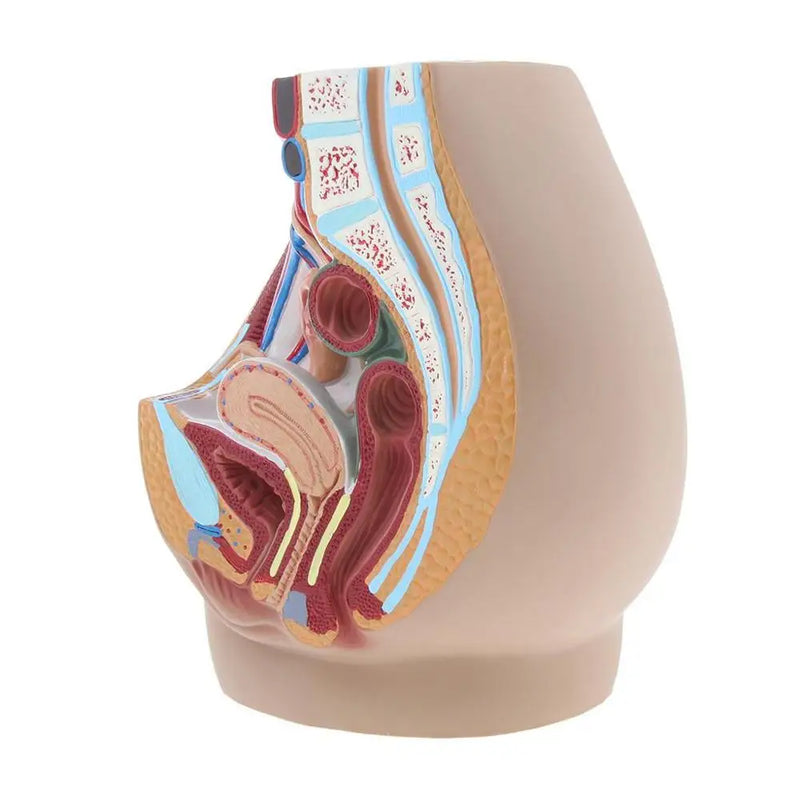 Lifesize Median Sagittal Section Human Female Pelvic Cavity