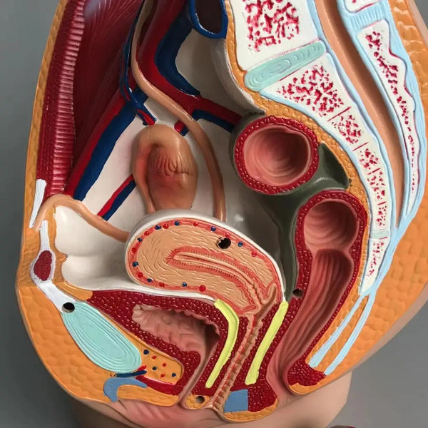 Модель структуры тазовой полости человека и женщины в натуральную величину, срединное сагиттальное сечение