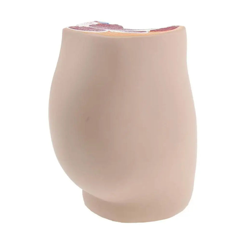 Lifesize Median Sagittal Section Human Female Pelvic Cavity Structure ...