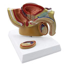 Male Pelvic Sagittal Section Anatomy Model Medical Science Teaching Resources