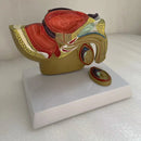 Male Pelvic Sagittal Section Anatomy Model Medical Science Teaching Resources