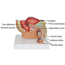 Male Pelvic Sagittal Section Anatomy Model Medical Science Teaching Resources