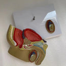 Male Pelvic Sagittal Section Anatomy Model Medical Science Teaching Resources