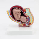 Maternal and Infant Pregnancy Anatomy Model Medical Science Teaching Resources
