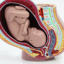 Maternal and Infant Pregnancy Anatomy Model Medical Science Teaching Resources