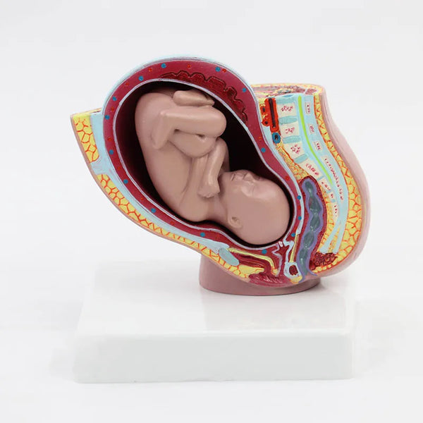 Modelo de anatomia da gravidez materna e infantil, recursos de ensino de ciências médicas