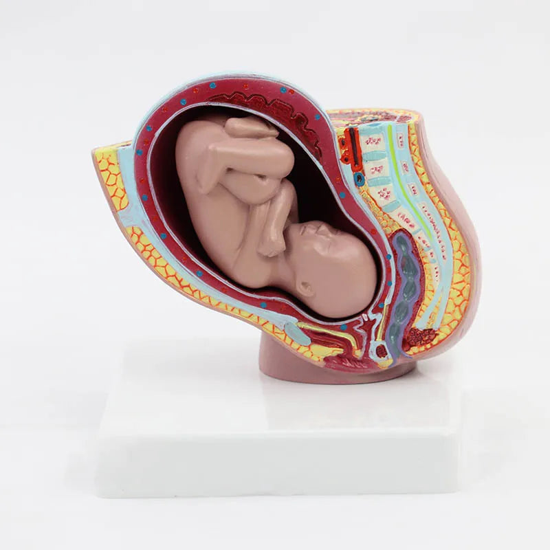 מודל אנטומיה להריון של אמהות ותינוקות משאבי הוראה למדע רפואי