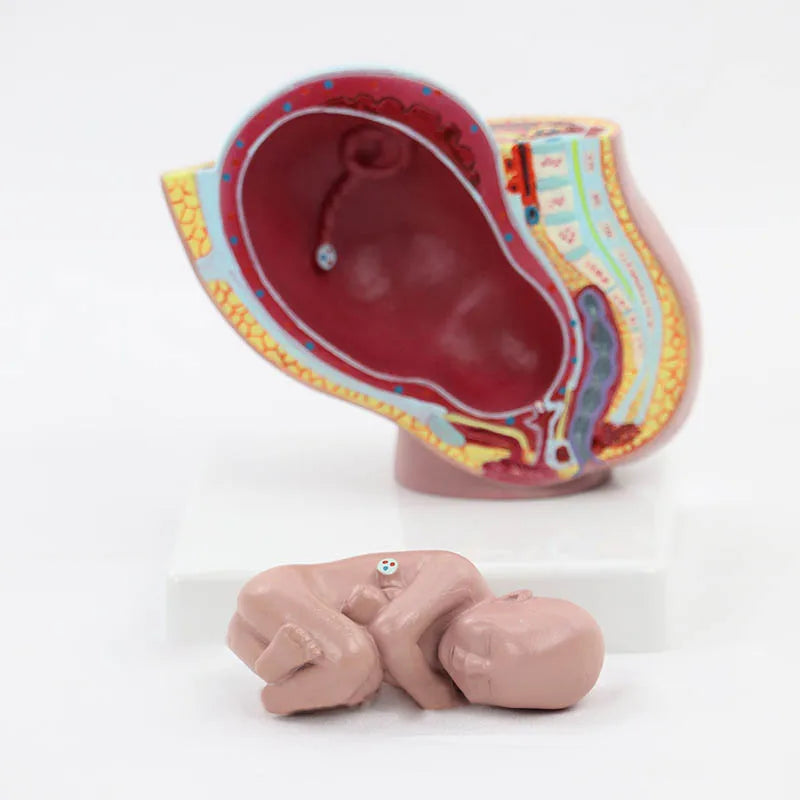 Maternal and Infant Pregnancy Anatomy Model Medical Science Teaching Resources