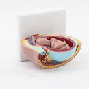 Maternal and Infant Pregnancy Anatomy Model Medical Science Teaching Resources