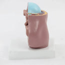 Maternal and Infant Pregnancy Anatomy Model Medical Science Teaching Resources