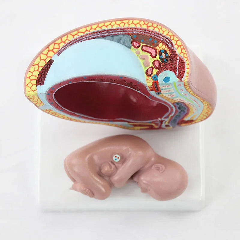 Anya és csecsemő terhesség anatómiai modellje Orvostudományi oktatási források
