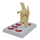 Modèle de Suture du ménisque, demi-lune humaine, taille réelle, outil d'enseignement des sciences médicales, modèle anatomique