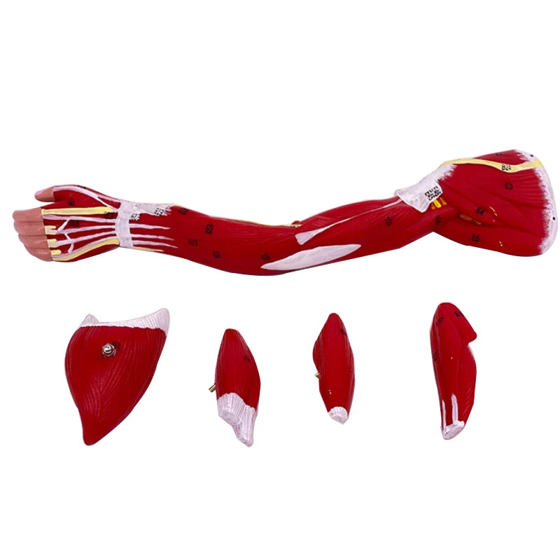 דגם של מבנה שרירי האדם של גפיים עליונות קטנות, גפיים תחתונות, שרירי רגליים, כלי דם ועצבים