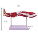 Model of human muscle structure of small upper limbs, lower limbs, leg muscles, blood vessels and nerves