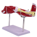 Model of human muscle structure of small upper limbs, lower limbs, leg muscles, blood vessels and nerves