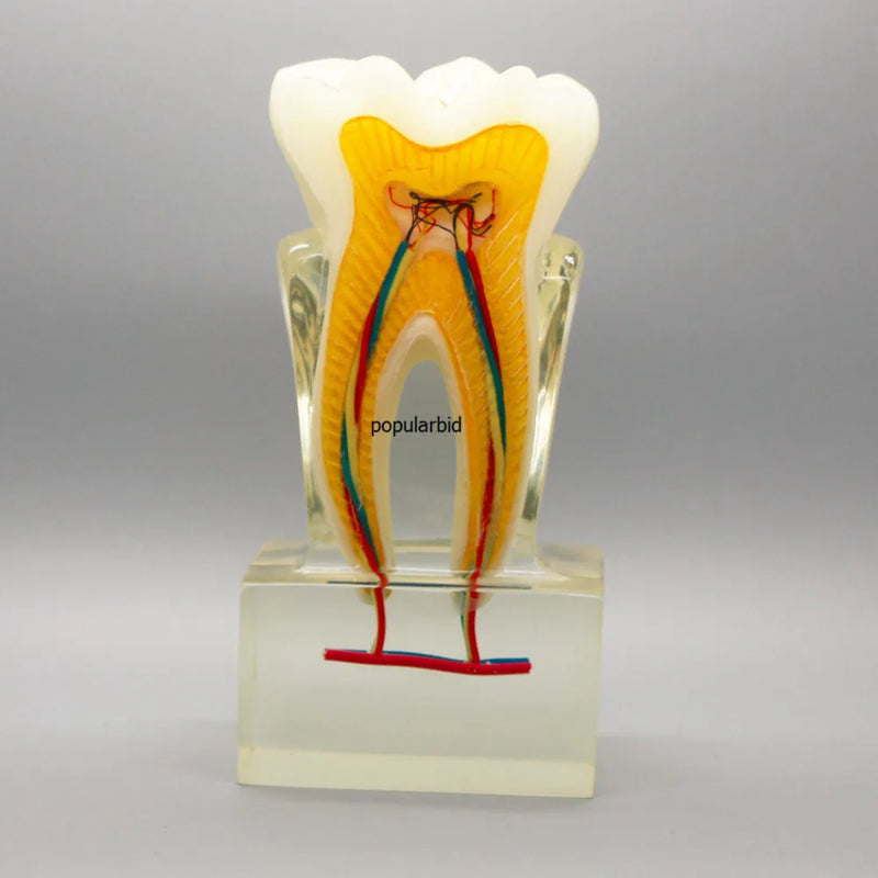 نموذج تقويم الأسنان 6:1 تعليم الأسنان مع قاعدة واضحة للتشريح التشريحي العصبي طبيب الأسنان اللبية