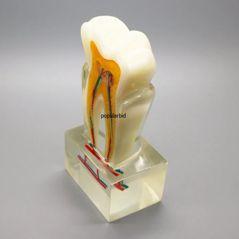 Model ortodontyczny 6:1 zęby Nauczanie z użyciem przejrzystej demonstracji anatomicznej sekcji nerwu podstawy Endodoncja stomatologiczna