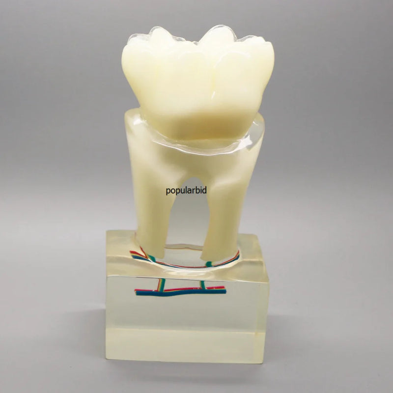 Model ortodontyczny 6:1 zęby Nauczanie z użyciem przejrzystej demonstracji anatomicznej sekcji nerwu podstawy Endodoncja stomatologiczna