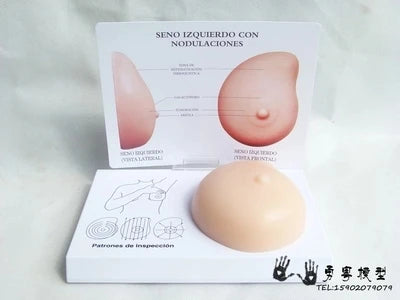 病理学的乳房モデル乳房自己検査モデル乳房しこり柔らかい素材シリコーン家族計画オフィス教育モデル