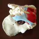 Çıkarılabilir Kadın Pelvis Pelvik Taban Kas Anatomik Modeli Rahim Yumurtalık Kası Öğretim Kaynakları Eğitim Modeli Sahne